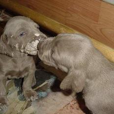 Weimaraner SØNDERSKOVENS D-KULD