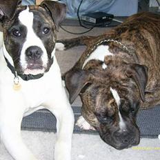 Amerikansk bulldog Balder