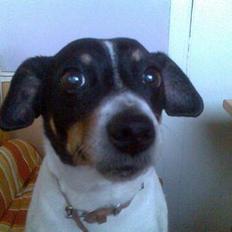 Dansk svensk gaardhund Nuser