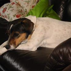 Dansk svensk gaardhund Rikka <3