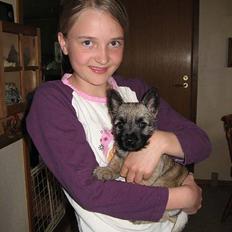 Cairn terrier Fru. Cille 