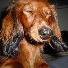 Dværggravhund Sille