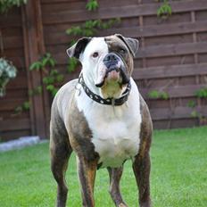 Olde english bulldogge østergaards missy