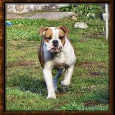Olde english bulldogge østergaards missy
