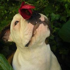 Olde english bulldogge østergaards missy