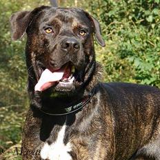 Dogo canario Samson - R.I.P