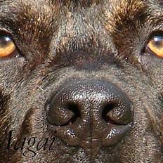 Dogo canario Samson - R.I.P
