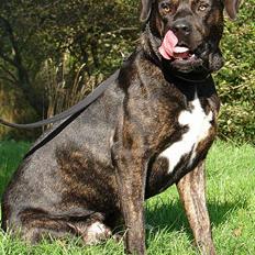 Dogo canario Samson - R.I.P