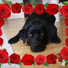 Labrador retriever Formel 1 *Fie <3*