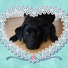 Labrador retriever Formel 1 *Fie <3*