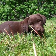 Labrador retriever Gizmo