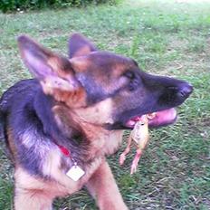 Schæferhund Kira (Har fået fred)