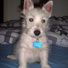 West highland white terrier Prut / Chica