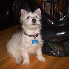 West highland white terrier Prut / Chica