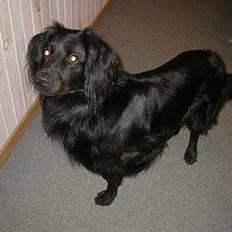 Blanding af racer Gadi