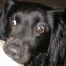 Blanding af racer Gadi