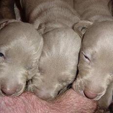 Weimaraner SØNDERSKOVENS D-KULD