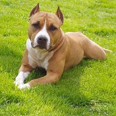 Amerikansk staffordshire terrier Bijou bijou amazonka
