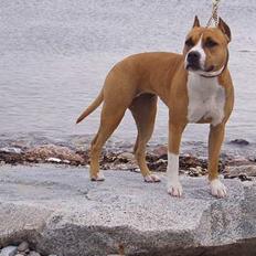 Amerikansk staffordshire terrier Bijou bijou amazonka