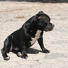 Staffordshire bull terrier Buster