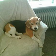 Beagle <3 PrinZezz $ille <3