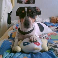 Blanding af racer victor/ viggo