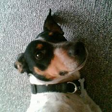 Blanding af racer victor/ viggo