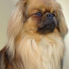 Tibetansk spaniel Khyi-Po