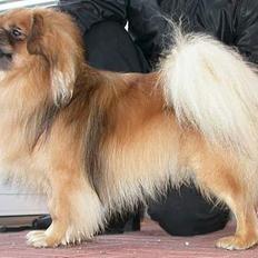 Tibetansk spaniel Khyi-Po