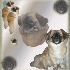 Tibetansk spaniel Khyi-mo’s Cilpa Sa-Wa