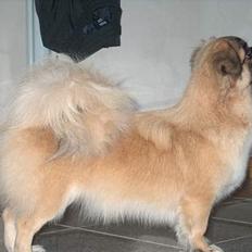 Tibetansk spaniel Khyi-mo’s Cilpa Sa-Wa