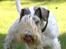 Sealyham terrier » Oskar « † - © Cabana Foto