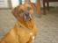 Rhodesian ridgeback Djambo - se er jeg ikke bare dejlig