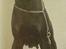 Dobermann Kildelunds Boheme R.I.P. - Boheme´s  Mormor.