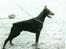 Dobermann Kildelunds Boheme R.I.P. - Boheme´s far
