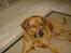 Rhodesian ridgeback Djambo - Lad mig være i fred...jeg vil sove
