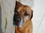 Rhodesian ridgeback Djambo