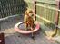Rhodesian ridgeback Djambo - hoppe hoppe elsker min trampolin...*ss*