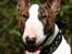 Bullterrier  Nemo  c",) - Nemo 12 september 06
