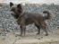 Chihuahua Bluebell - I haven!