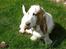 Basset hound Walter  R.I.P