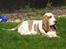 Basset hound Walter  R.I.P