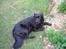 Flat coated retriever Gissa - Yo