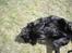 Flat coated retriever Gissa - jeg leger