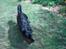 Flat coated retriever Gissa - Fuld fart