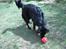 Flat coated retriever Gissa - Hva fanden `? Mor "! puttede du ikk mine godbider i ?..