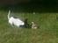 Chihuahua Tjalfe R.I.P Juni 2011 - Meeen det er mit!