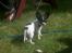 Chihuahua Tjalfe R.I.P Juni 2011 - hvad mener du med jeg har bidt i vandslangen....det ER ikk mig=0)