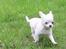 Chihuahua Destiny - Danger, Nala og Destiny i haven.