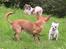 Chihuahua Destiny - Challenge, Danger og Destiny
